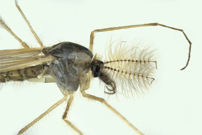 Mosquito sp4 2 m18