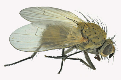 Root-Maggot Fly sp6 1 m18