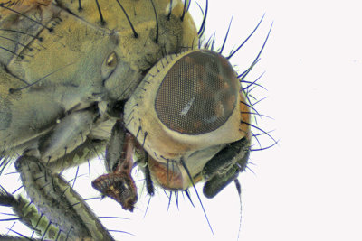 Root-Maggot Fly sp6 2 m18