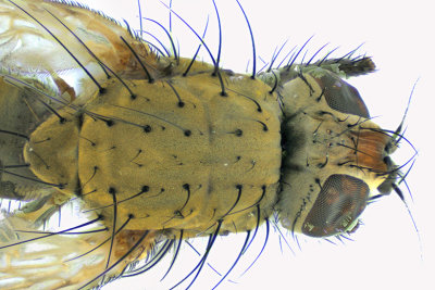 Root-Maggot Fly sp6 4 m18