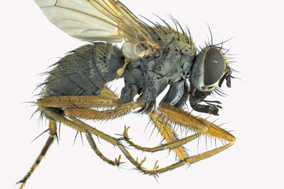 Muscidae - House Flies and kin sp3 1 m18