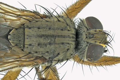Muscidae - House Flies and kin sp3 2 m18