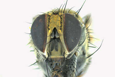 Muscidae - House Flies and kin sp3 4 m18