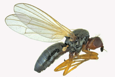 Rust fly - Psila nigricornis m18 1