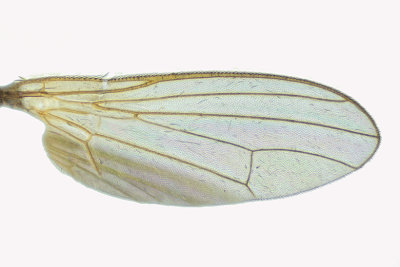 Rust fly - Psila nigricornis m18 2