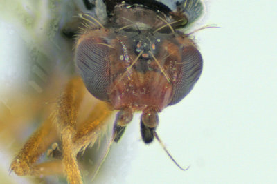 Rust fly - Psila nigricornis m18 4
