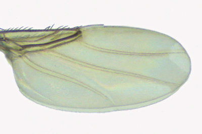 Scuttle Fly sp5 2 m18