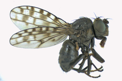 Shore fly - Ilythea spilota 1 m18