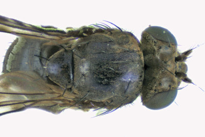 Shore fly - Ilythea spilota 2 m18