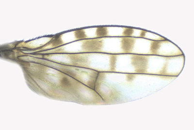 Shore fly - Ilythea spilota 3 m18