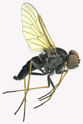 Snipe Fly - Chrysopilus proximus sp2 1 m18