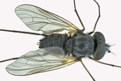 Snipe fly - Symphoromyia sp 1 m18