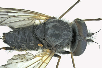 Snipe fly - Symphoromyia sp 2 m18