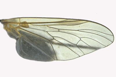 Snipe fly - Symphoromyia sp 3 m18