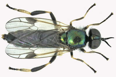 Soldier Fly - Actina viridis sp2 1 m18