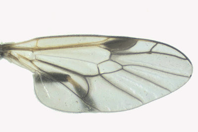 Soldier Fly - Actina viridis sp2 2 m18