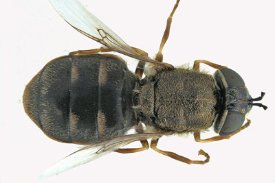 Soldier Fly - Odontomyia interrupta sp2 1 m18