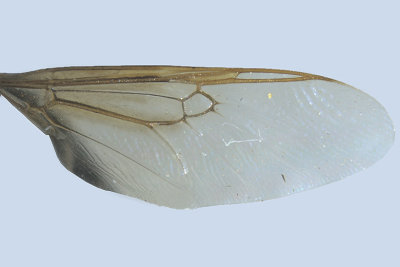 Soldier Fly - Odontomyia interrupta sp2 2 m18