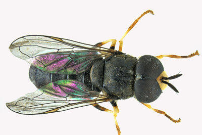 Syrphid Fly - subgenus Paragus sp3 m18
