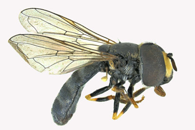 Syrphid Fly - subgenus Paragus sp4 m18