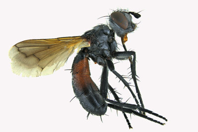 Tachinidae - Cylindromyia interrupta sp2 1 m18