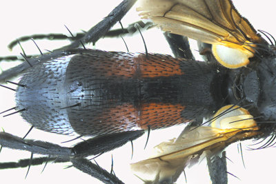 Tachinidae - Cylindromyia interrupta sp2 2 m18