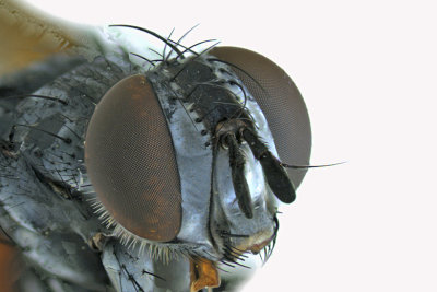 Tachinidae - Cylindromyia interrupta sp2 3 m18