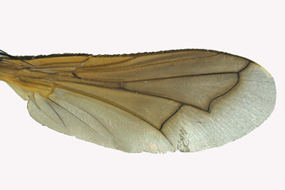 Tachinidae - Cylindromyia interrupta sp2 4 m18