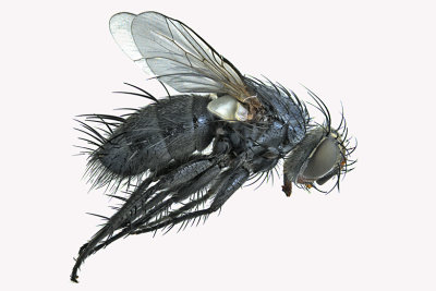 Tachinidae - Hypovoria discalis 1 m18
