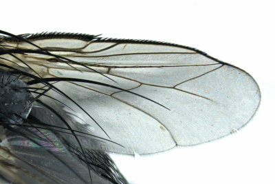 Tachinidae - Hypovoria discalis 2 m18
