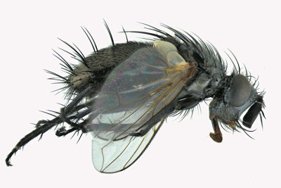 Tachinidae - Lydina sp1 1 m18