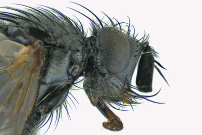 Tachinidae - Lydina sp 2 m18