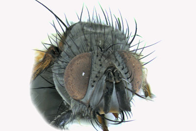 Tachinidae - Lydina sp1 3 m18