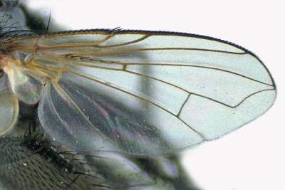 Tachinidae - Lydina sp1 5 m18