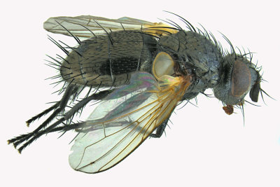 Tachinidae - Lydina sp2 1 m18