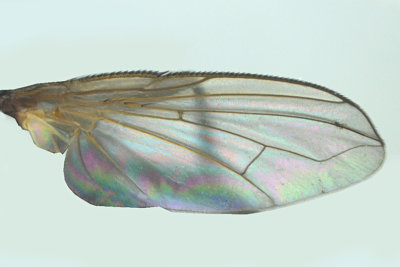 Tachinidae - Lydina sp2 2 m18