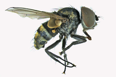 Tachinidae - Strongygaster sp 1 m18
