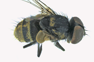 Tachinidae - Strongygaster sp 2 m18