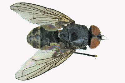 Tachinidae sp3 1 m18