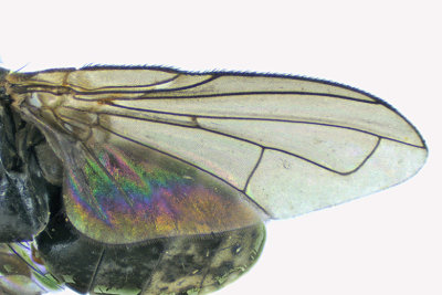 Tachinidae sp3 2 m18