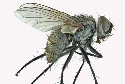 Tachinidae sp4 - 1 m18 