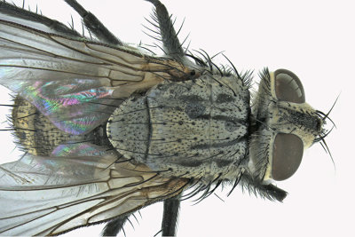 Tachinidae sp4 - 2 m18 