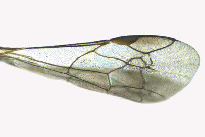 Subf Bembicinae - Tribe Alyssontini - Alysson triangulifer 2 m18