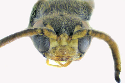 Subf Bembicinae - Tribe Alyssontini - Alysson triangulifer 3 m18
