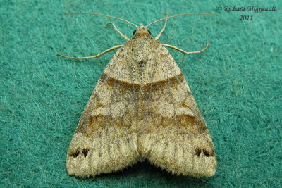 8738 Clover Looper Moth Caenurgina crassiuscula m11