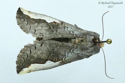 7951Whiteheaded Prominent Moth  Symmerista albifrons m17