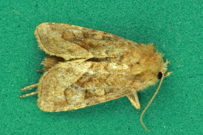 10405 - Bridled Arches Moth - Lacinipolia lorea  m15 