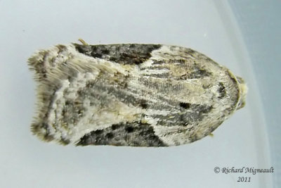 3525 - Forbes' Acleris Moth - Acleris forbesana m11f
