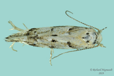 1803 - Conifer Coleotechnites Moth - Coleotechnites coniferella m19 