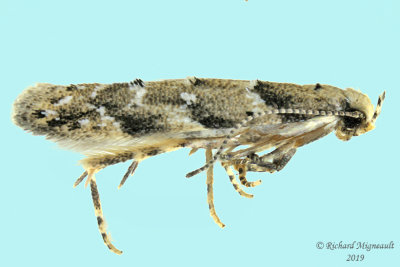 1826 - Coleotechnites piceaella - Orange Spruce Needleminer Moth 